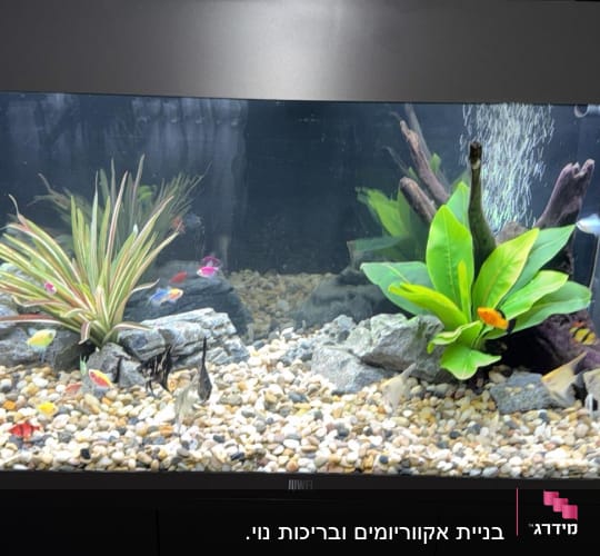 אקווריום עם דגים וצמחים